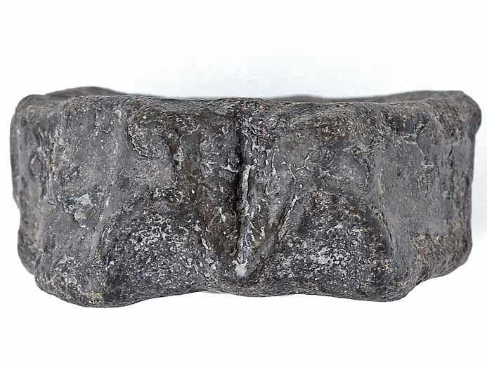 Vertbre fossile de poisson Pachycormiformes jurassique Boulonnais